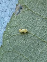 Caryomyia recurvata