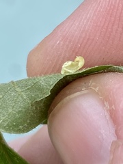 Caryomyia recurvata