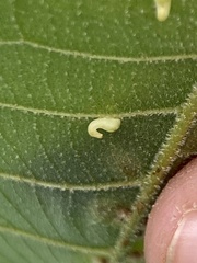 Caryomyia recurvata