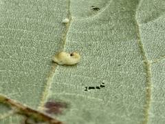 Caryomyia recurvata