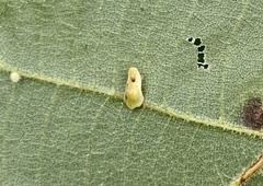 Caryomyia recurvata