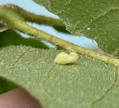Caryomyia recurvata