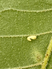 Caryomyia recurvata