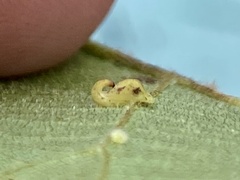 Caryomyia recurvata