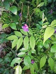 Vicia venosa baicalensis