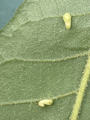 Caryomyia recurvata