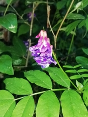 Vicia venosa baicalensis
