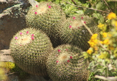 Mammillaria rhodantha