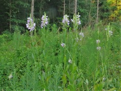 Physostegia digitalis