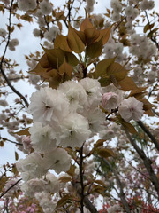 Prunus