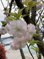 Prunus
