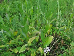 Physostegia digitalis