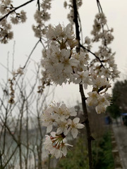 Prunus