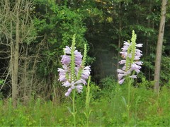 Physostegia digitalis