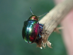 Platycorynus parryi