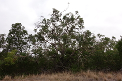 Eucalyptus viminalis cygnetensis