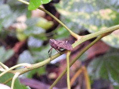 Penthicodes pulchellus