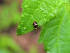 Monolepta orientalis