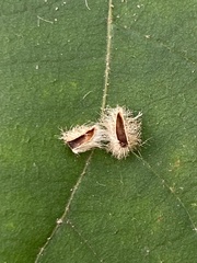 Caryomyia albipilosa