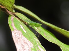 Centromeria speilinea