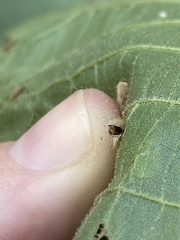 Caryomyia albipilosa