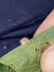 Caryomyia albipilosa