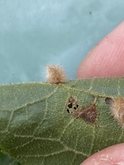 Caryomyia albipilosa