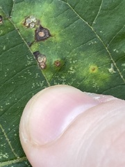 Caryomyia albipilosa