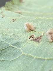 Caryomyia albipilosa