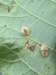 Caryomyia albipilosa