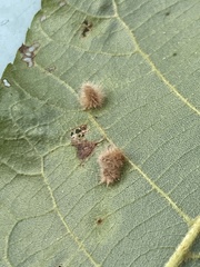 Caryomyia albipilosa