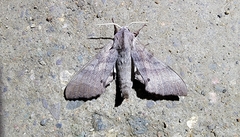 Marumba maackii