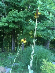 Rudbeckia maxima
