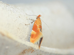 Epicallima formosella