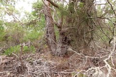 Eucalyptus viminalis cygnetensis