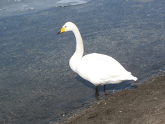Cygnus cygnus