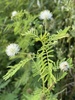 Illinois Bundleflower - Photo (c) kcarrol2, some rights reserved (CC BY-NC), uploaded by kcarrol2