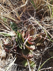 Crassula capitella capitella
