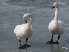 Cygnus cygnus