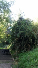 Cotoneaster frigidus