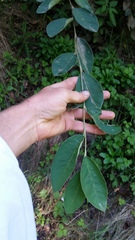Cotoneaster frigidus
