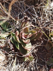 Crassula capitella capitella
