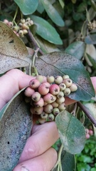 Cotoneaster frigidus