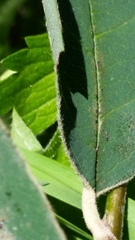 Cotoneaster frigidus