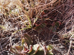 Crassula capitella capitella