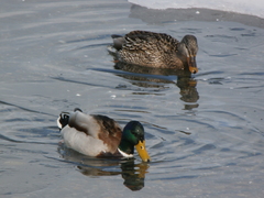 Anas platyrhynchos