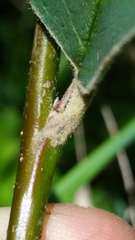 Cotoneaster frigidus