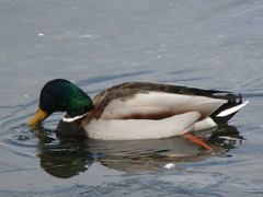Anas platyrhynchos