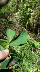 Cotoneaster frigidus
