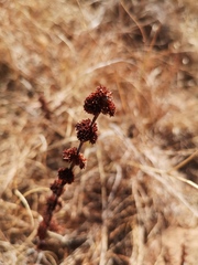 Crassula capitella capitella